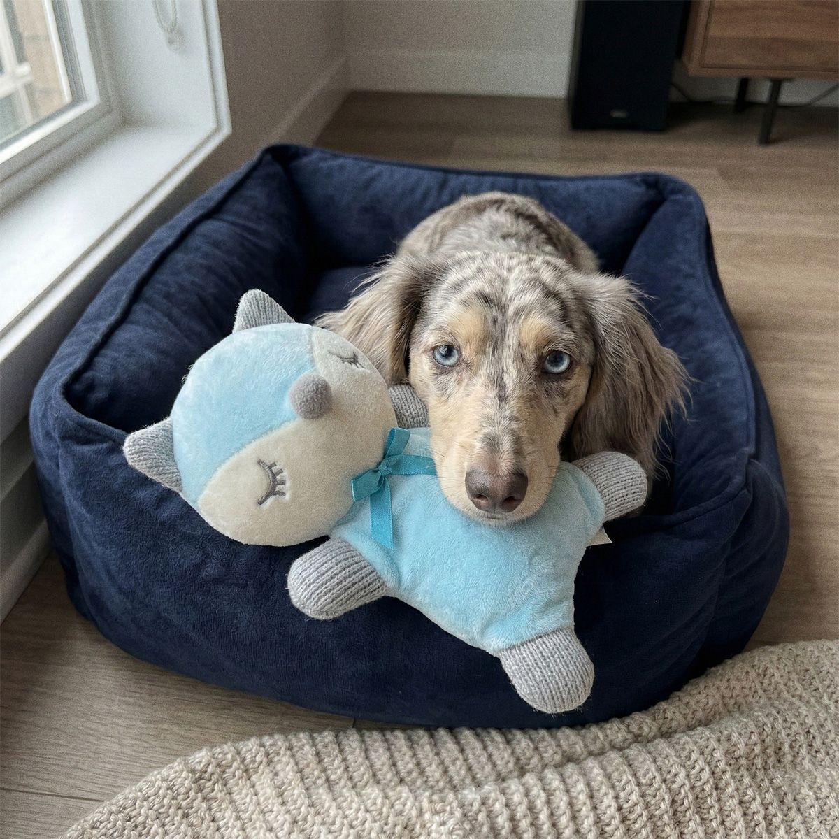 Dog interacting with a blue toy