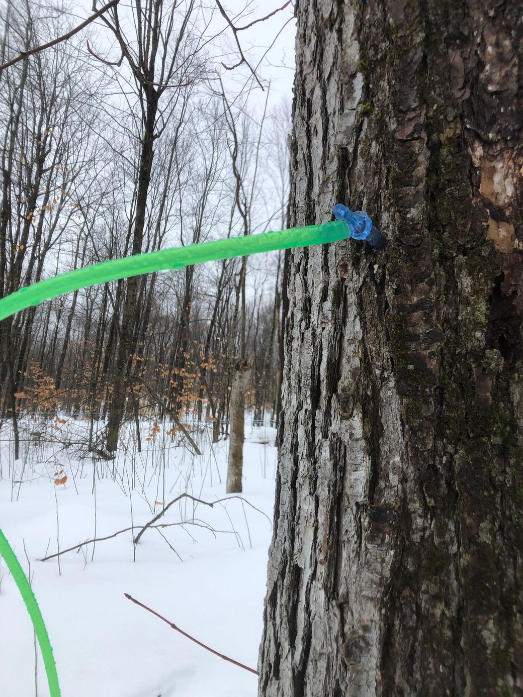 Maple tree with a tap and green tubing, in a snowy forest setting.