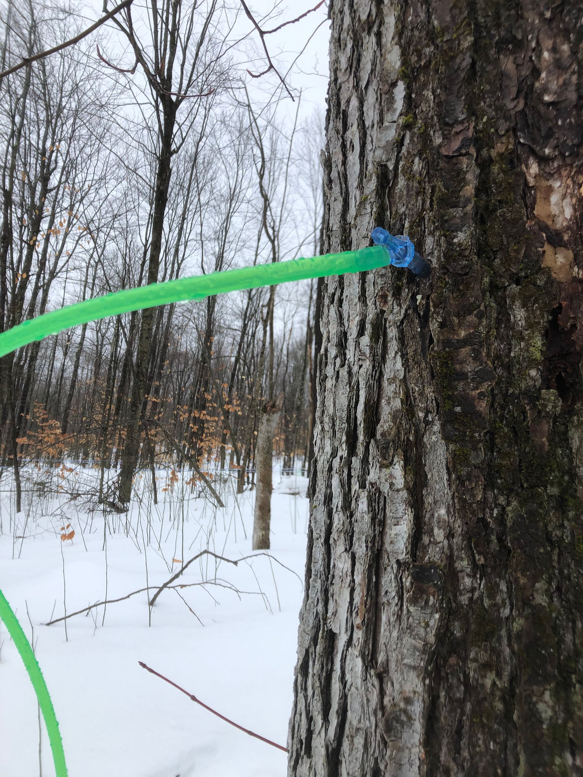 Maple tree with a tap and green tubing, in a snowy forest setting.