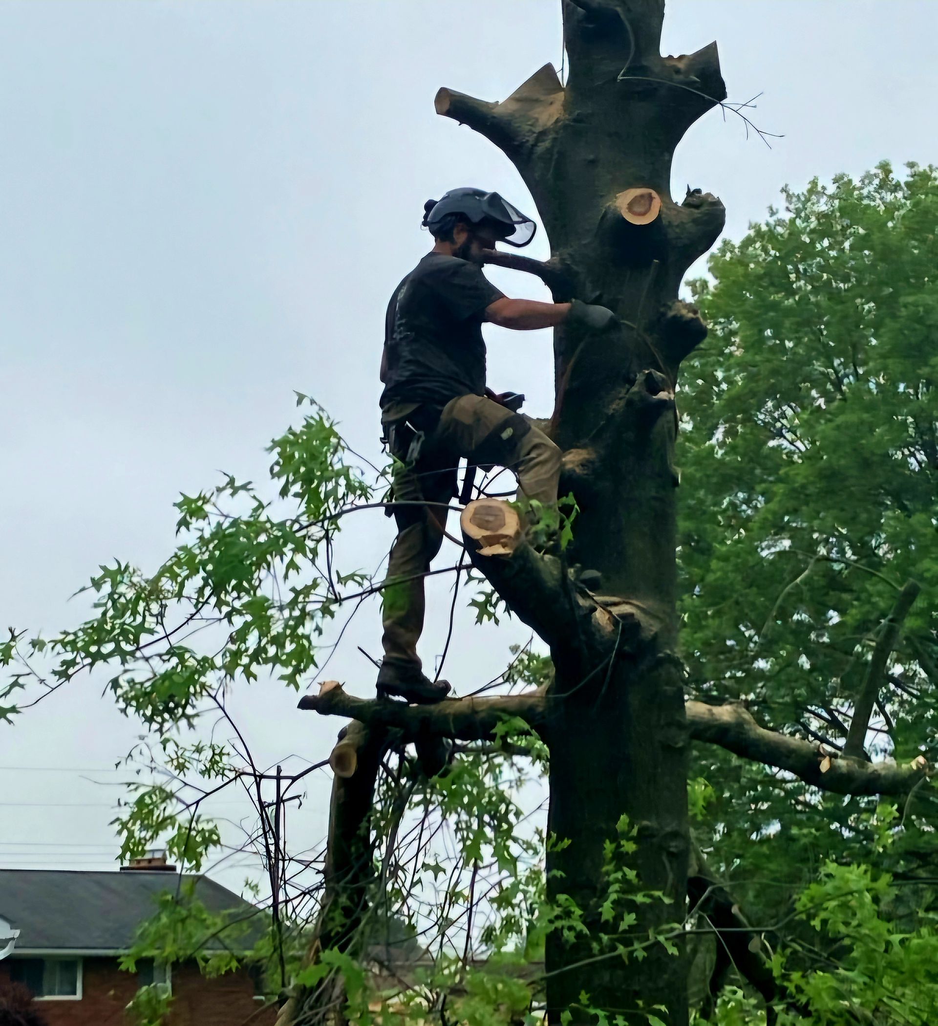 Arborist in safety gear, trimming branches of a tall tree. Cloudy sky. Brick building visible in the background.