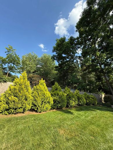 Green lawn and shrubs under a blue sky with fluffy white clouds, in a garden setting.