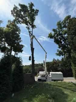 A tree being trimmed by a worker in a truck-mounted lift against a blue sky.