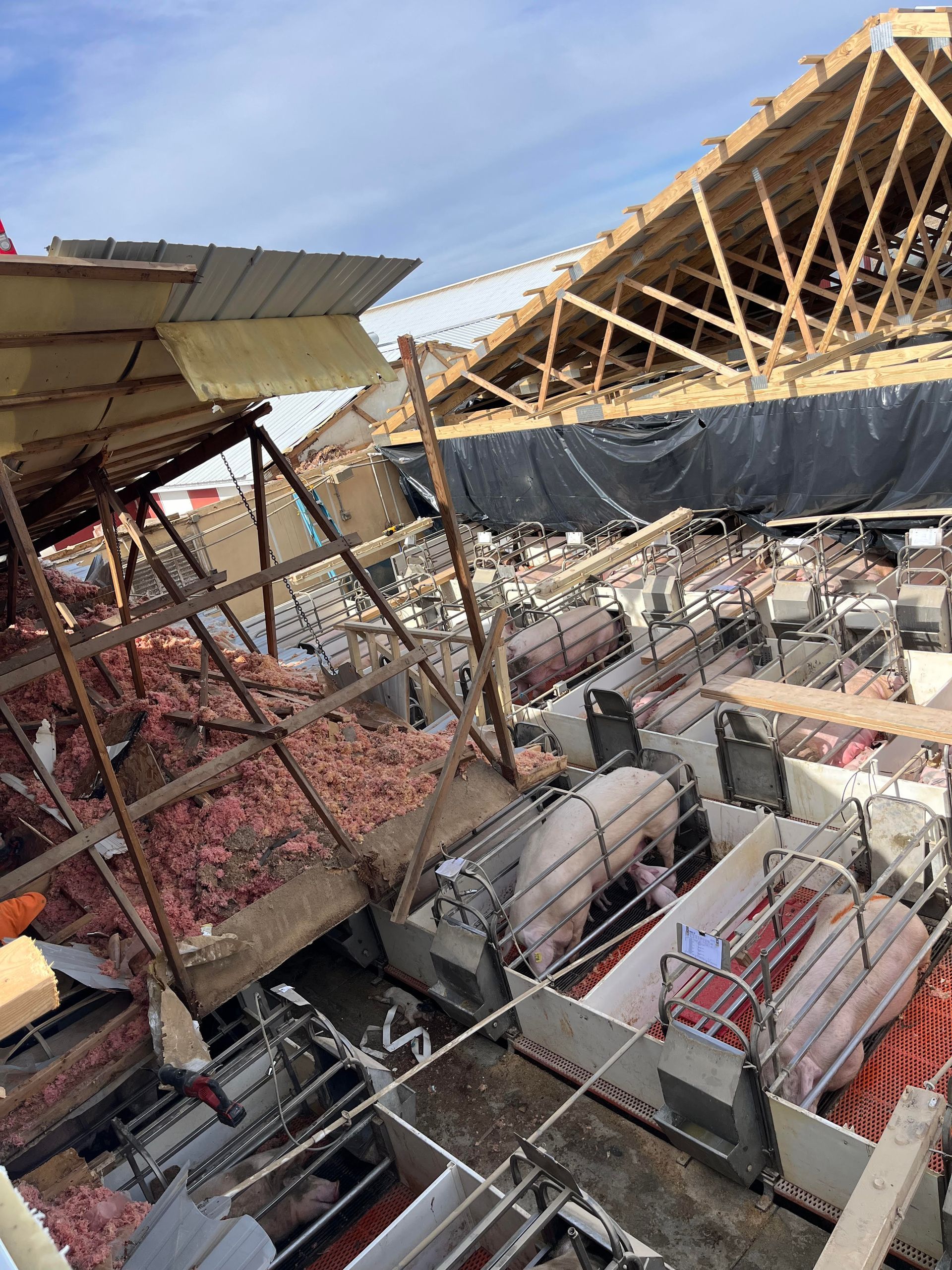 A pig farm with a roof that has fallen over and a lot of pigs in cages.