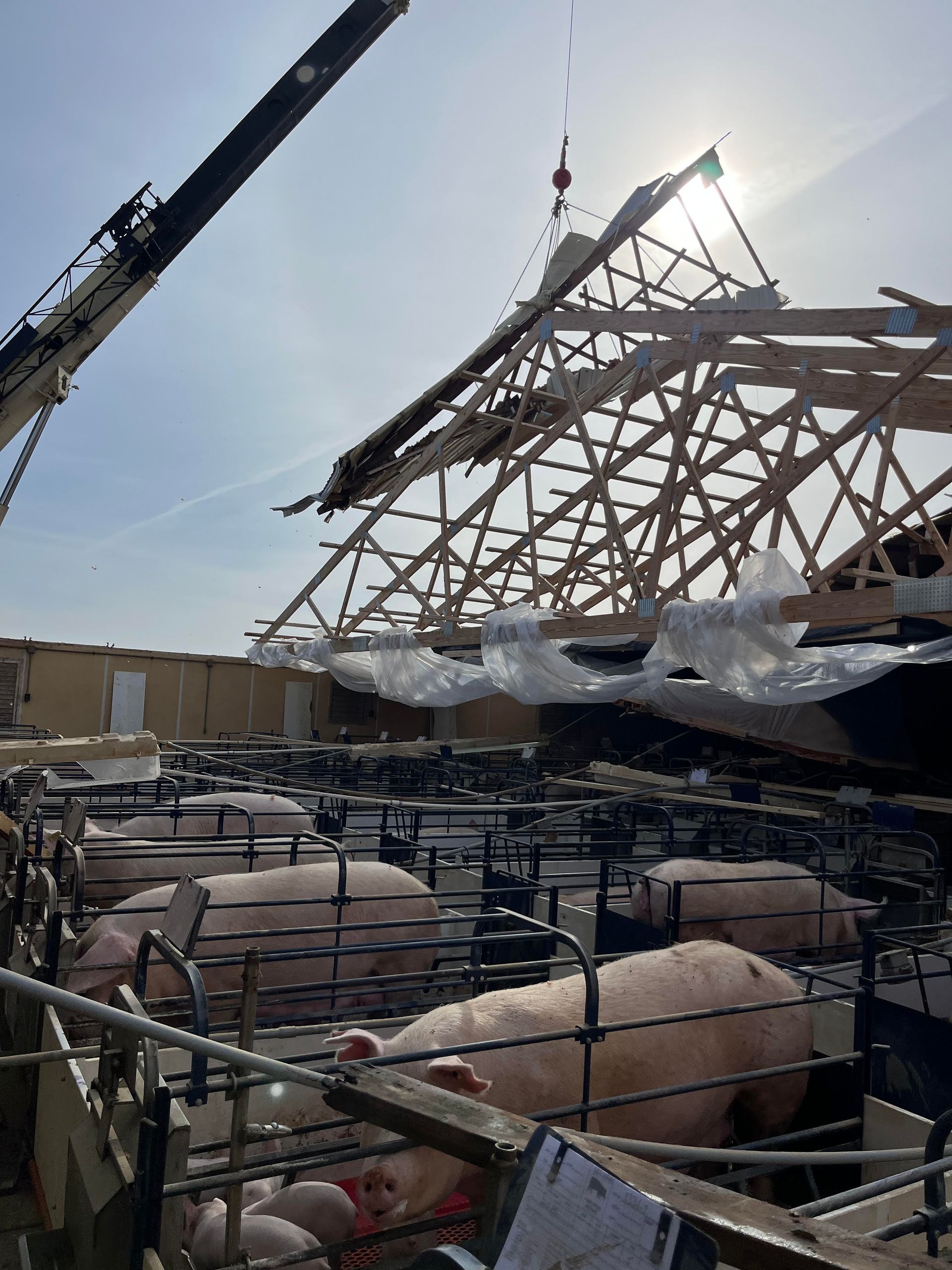 A group of pigs are standing in a pen in front of a building under construction.