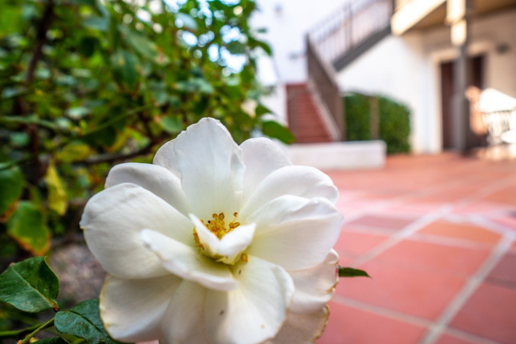 A close up of a white flower with a yellow center