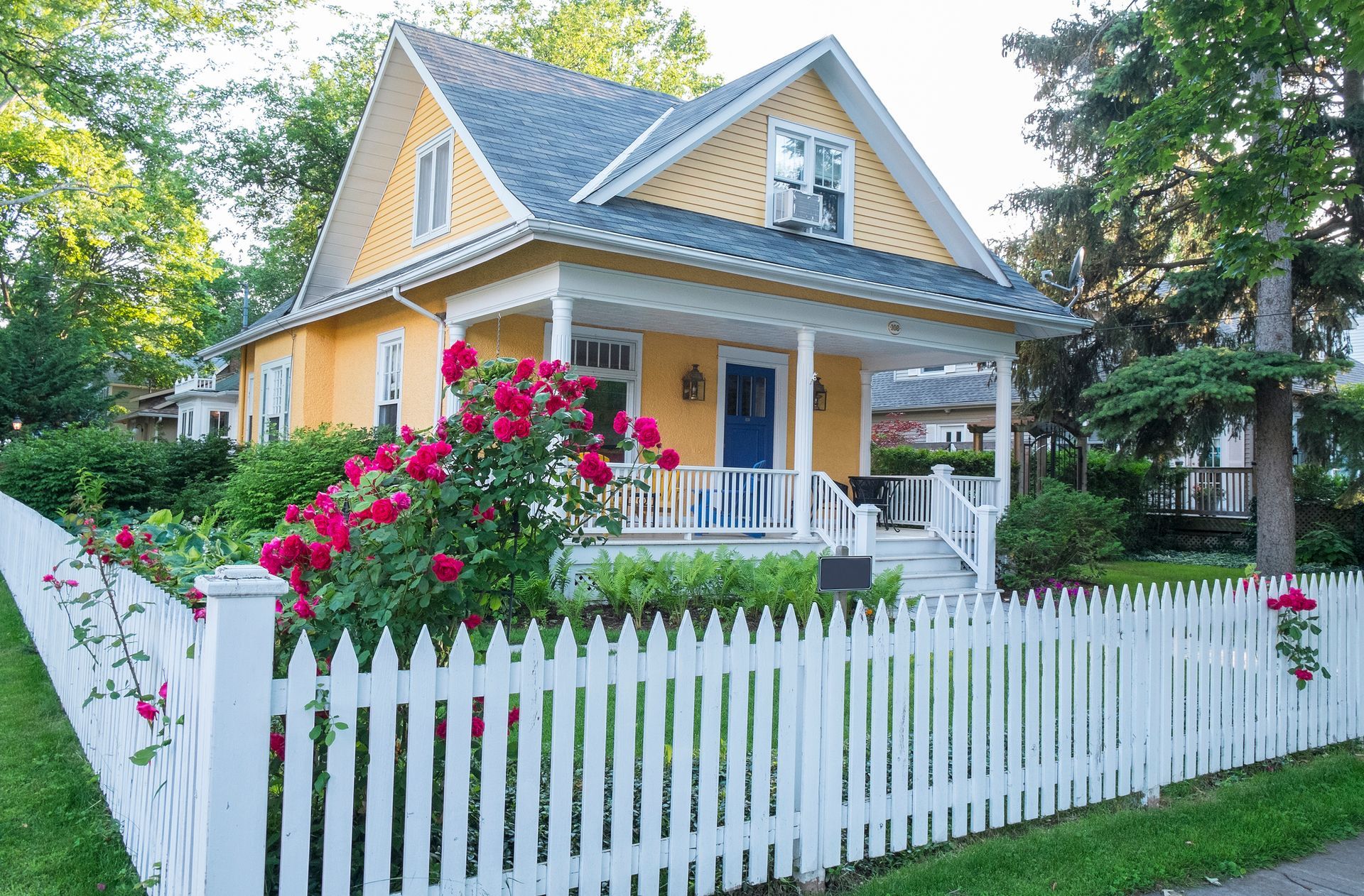 Pink rose bush in front of a yellow house with a white and picket residential fence.