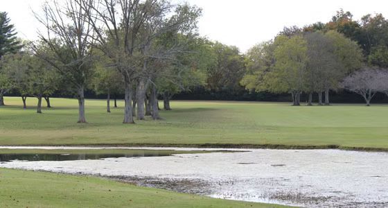 A pond in the middle of a grassy field with trees in the background