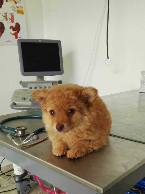 In uno studio veterinario, un soffice cucciolo dal pelo rossiccio è seduto su un tavolo da visita in acciaio inossidabile, accanto a uno stetoscopio e a un monitor.