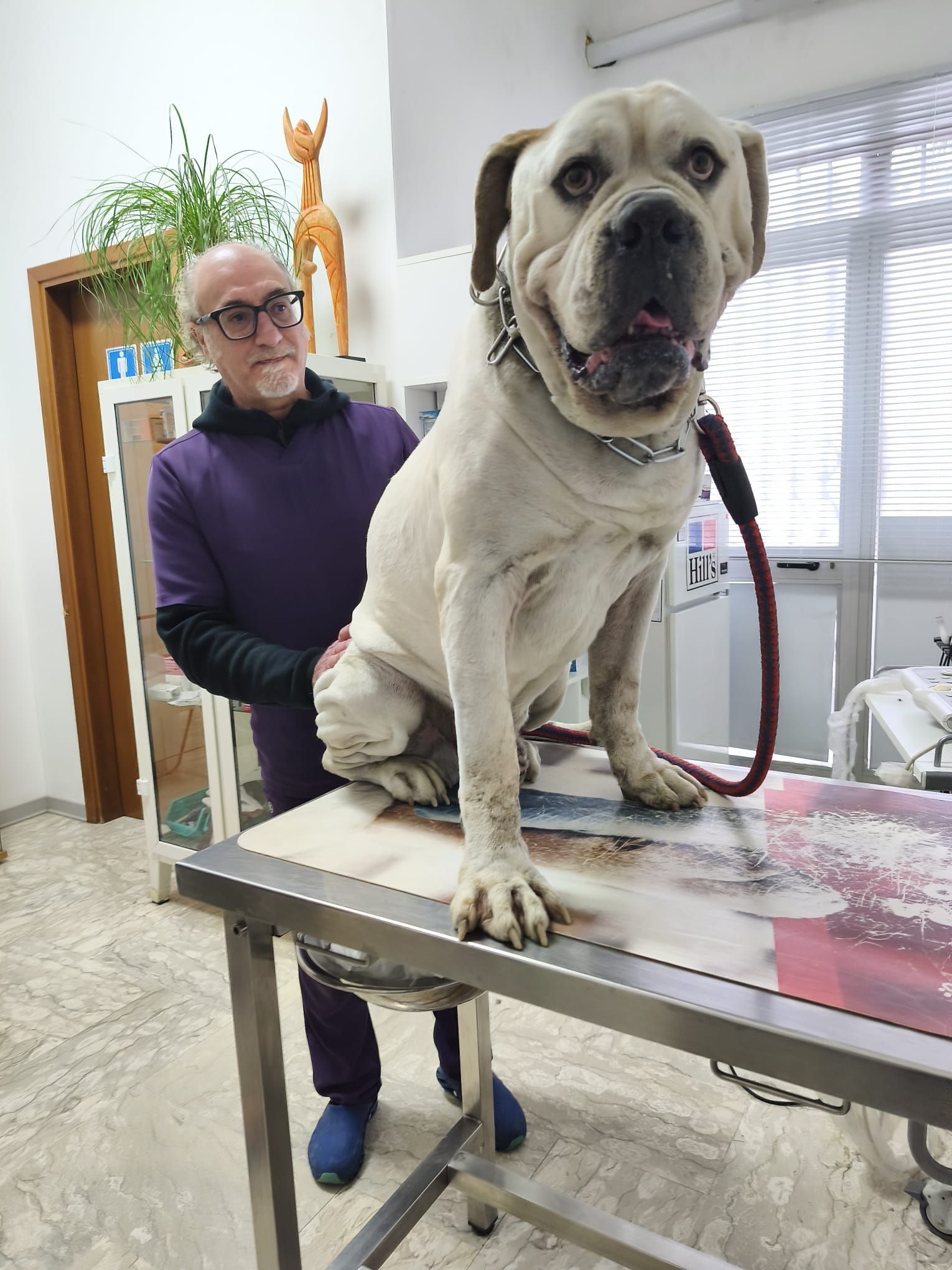 Un veterinario in camice blu è in piedi accanto a un tavolo e osserva un piccolo animale all'interno di un trasportino portatile blu.