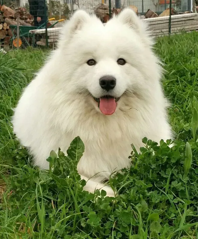 Un soffice cane Samoiedo bianco con un'espressione felice, sdraiato sull'erba verde.