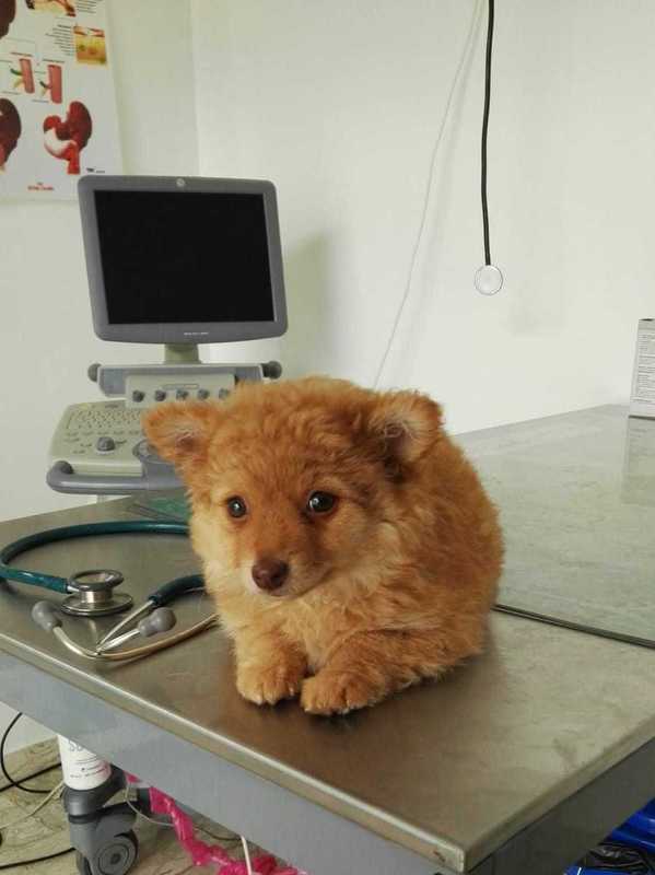 Cucciolo di cane durante una visita veterinaria