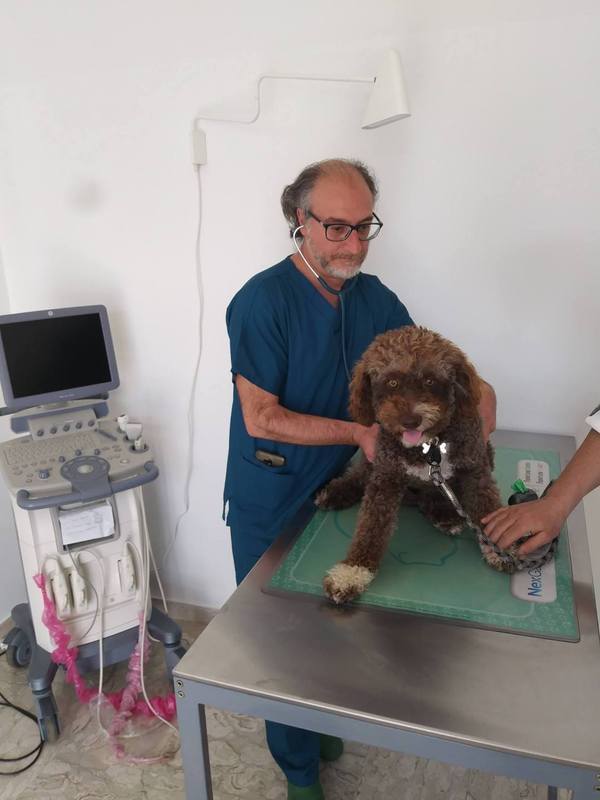 Cane barboncino durante una visita veterinaria