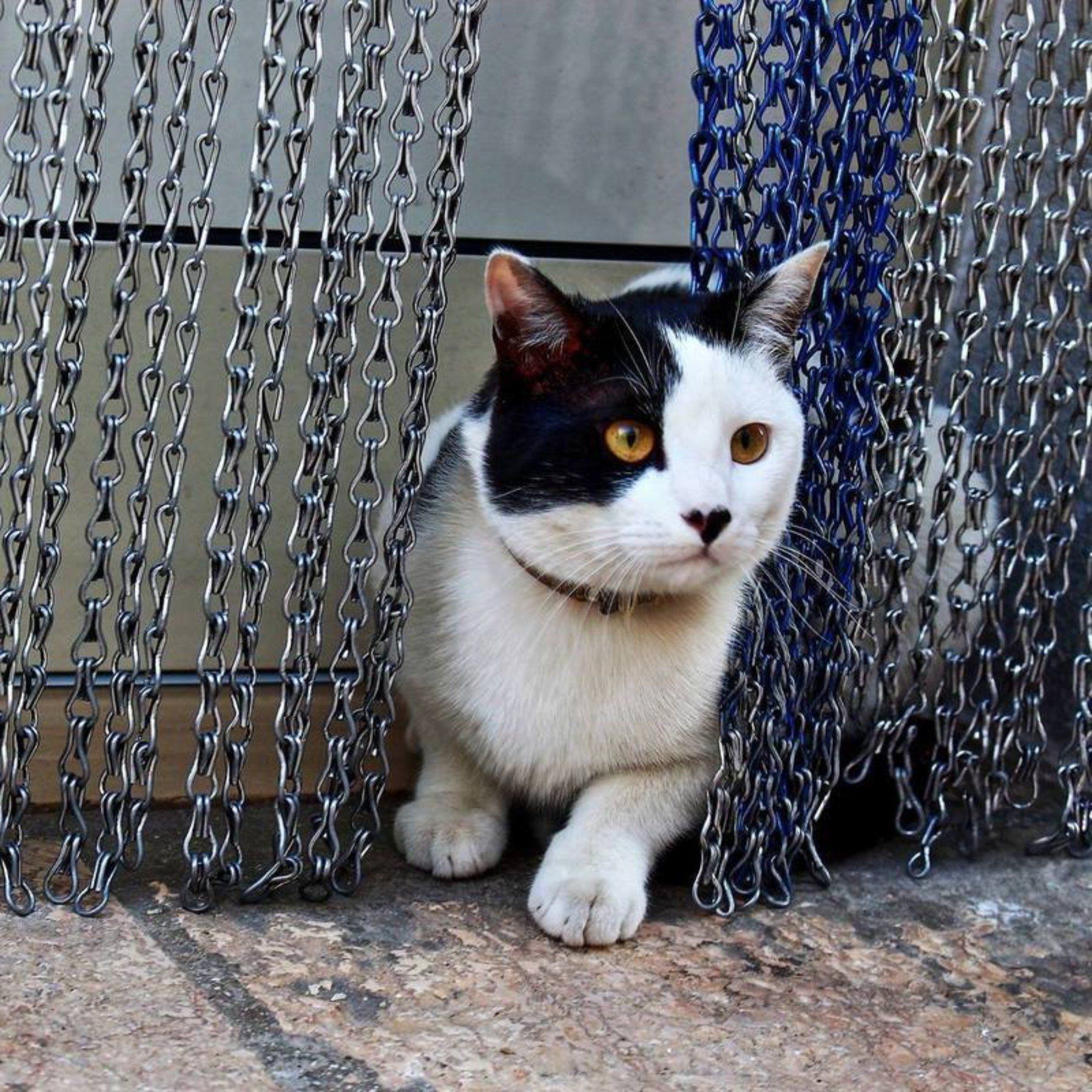 Gatto bianco e nero in salute dopo una visita veterinaria