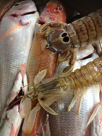 Frutti di mare freschi: pesce e una canocchia. Colori marrone chiaro e rosso.
