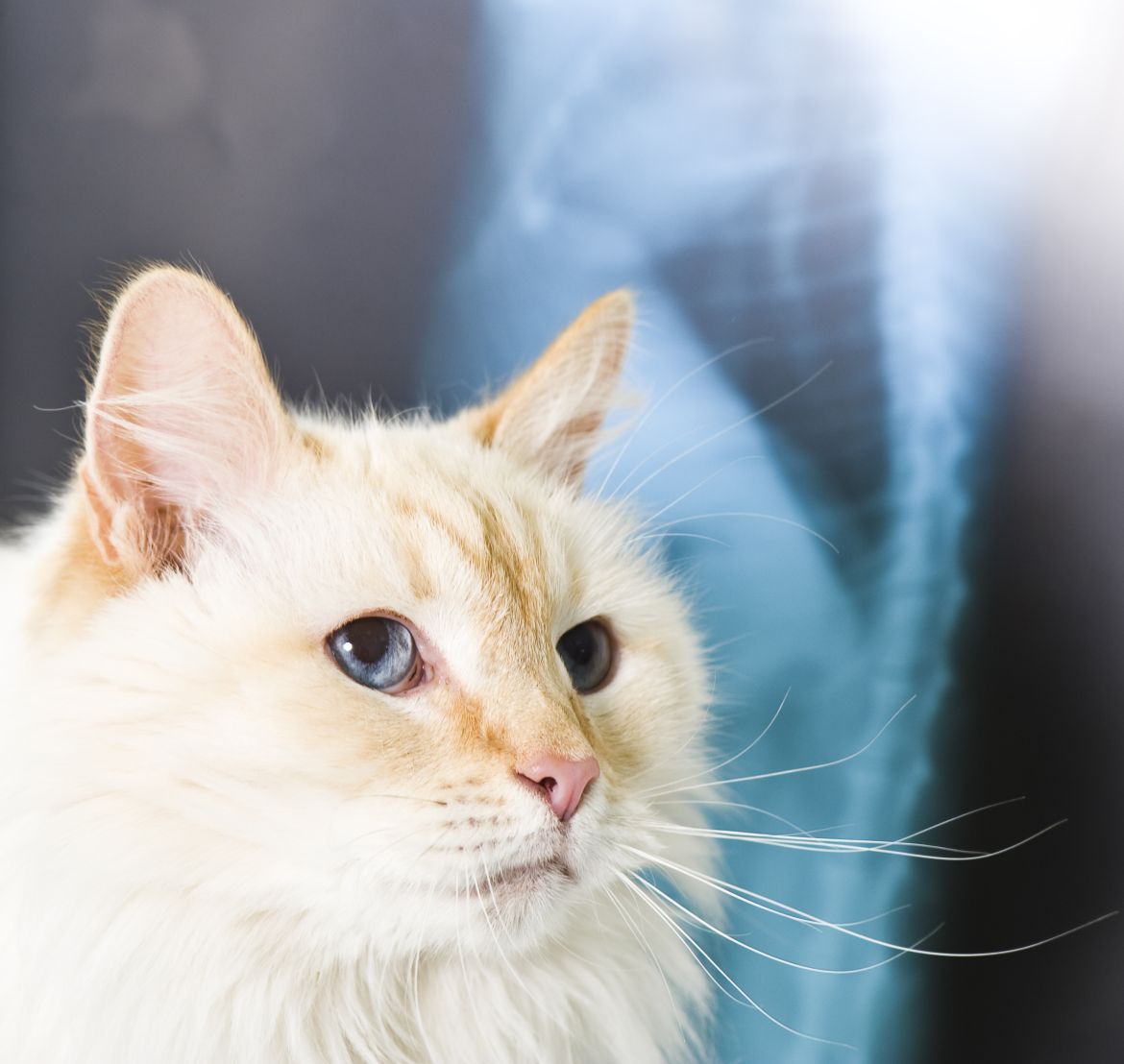 Rentgenoloģiskie izmeklējumi