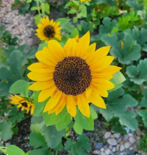 Bright yellow sunflower with a dark center blooming in a garden bed