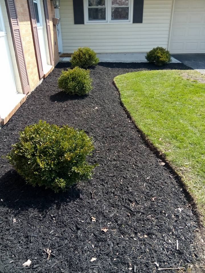 Three small green shrubs planted in a bed of black mulch in front of a house next to a green lawn.