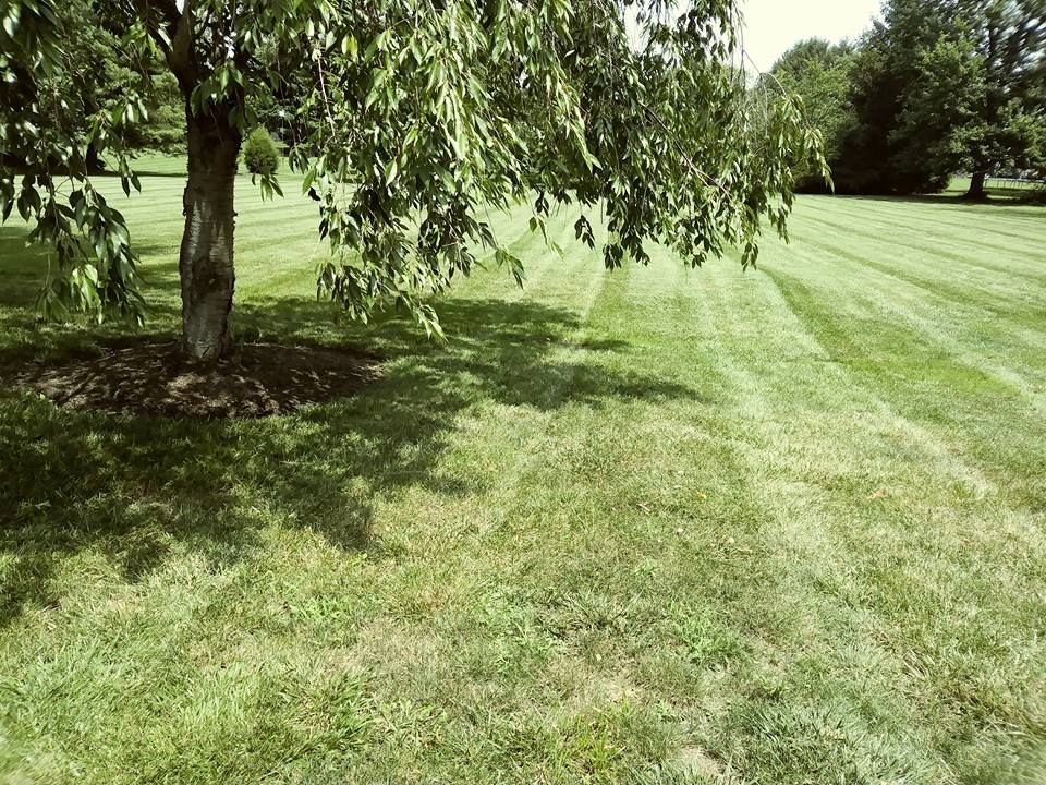 A tree with a mulched base stands in a lush, green lawn featuring clearly defined, parallel mowing lines.