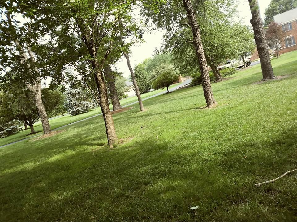 A grassy park area with several trees scattered across the lawn and a brick building visible in the background.
