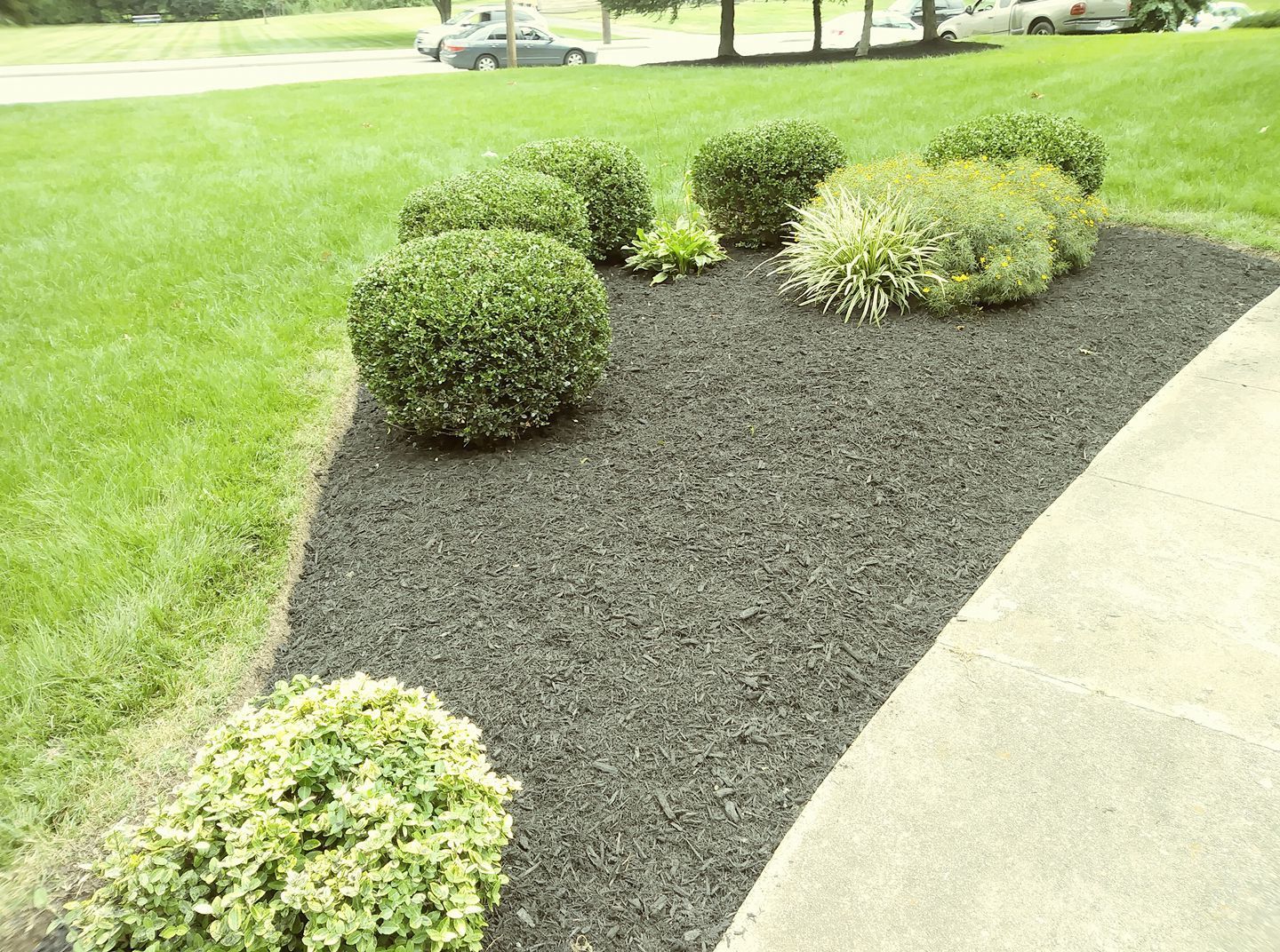 A garden bed with dark mulch, several rounded green shrubs, and a nearby concrete walkway next to a lawn.