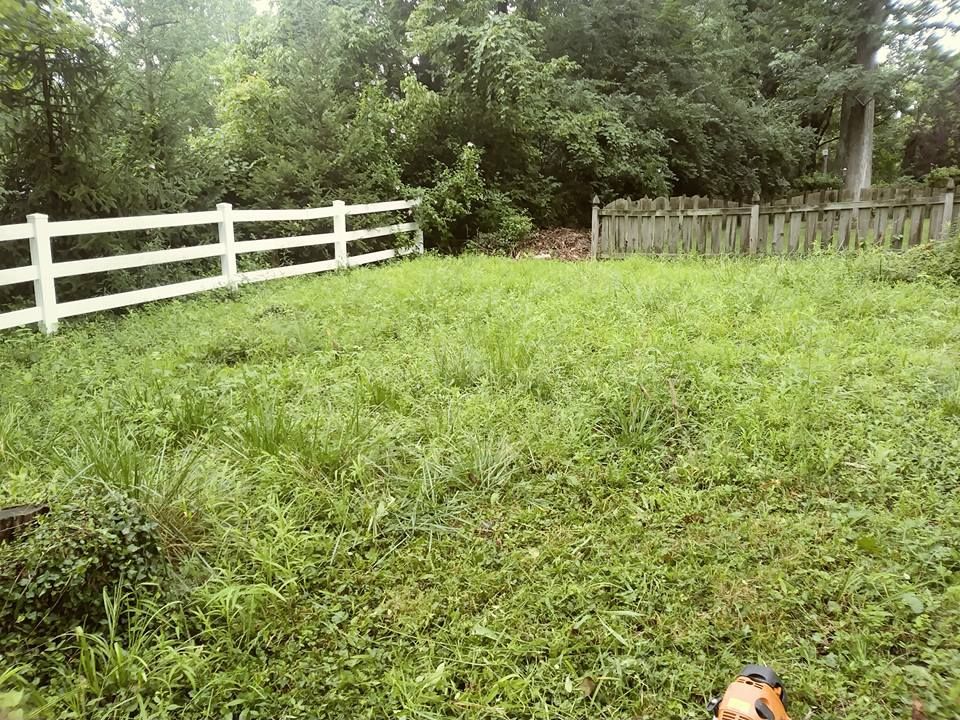 A white wooden fence borders a green, overgrown grassy yard with dense trees in the background.