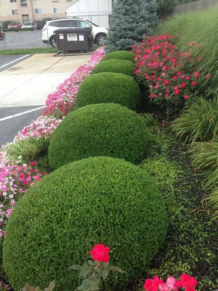 A line of rounded green shrubs borders a parking lot, accented by pink roses and a tall blue spruce in the background.