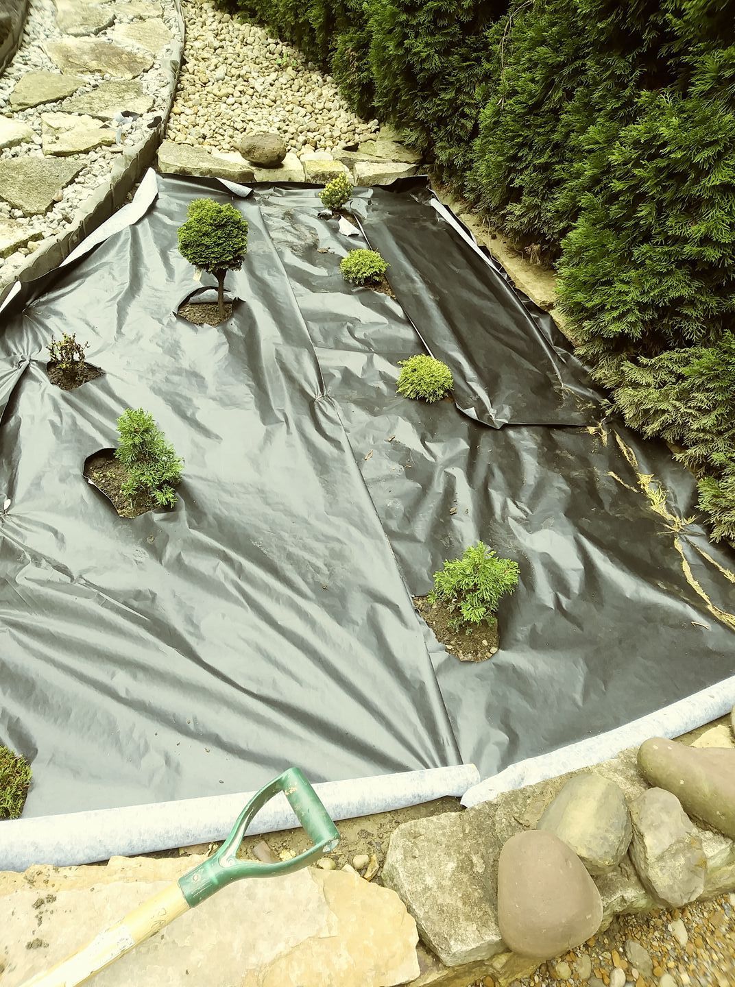 A black garden fabric covers soil with several small green shrubs planted in holes, next to a stone border and a shovel.
