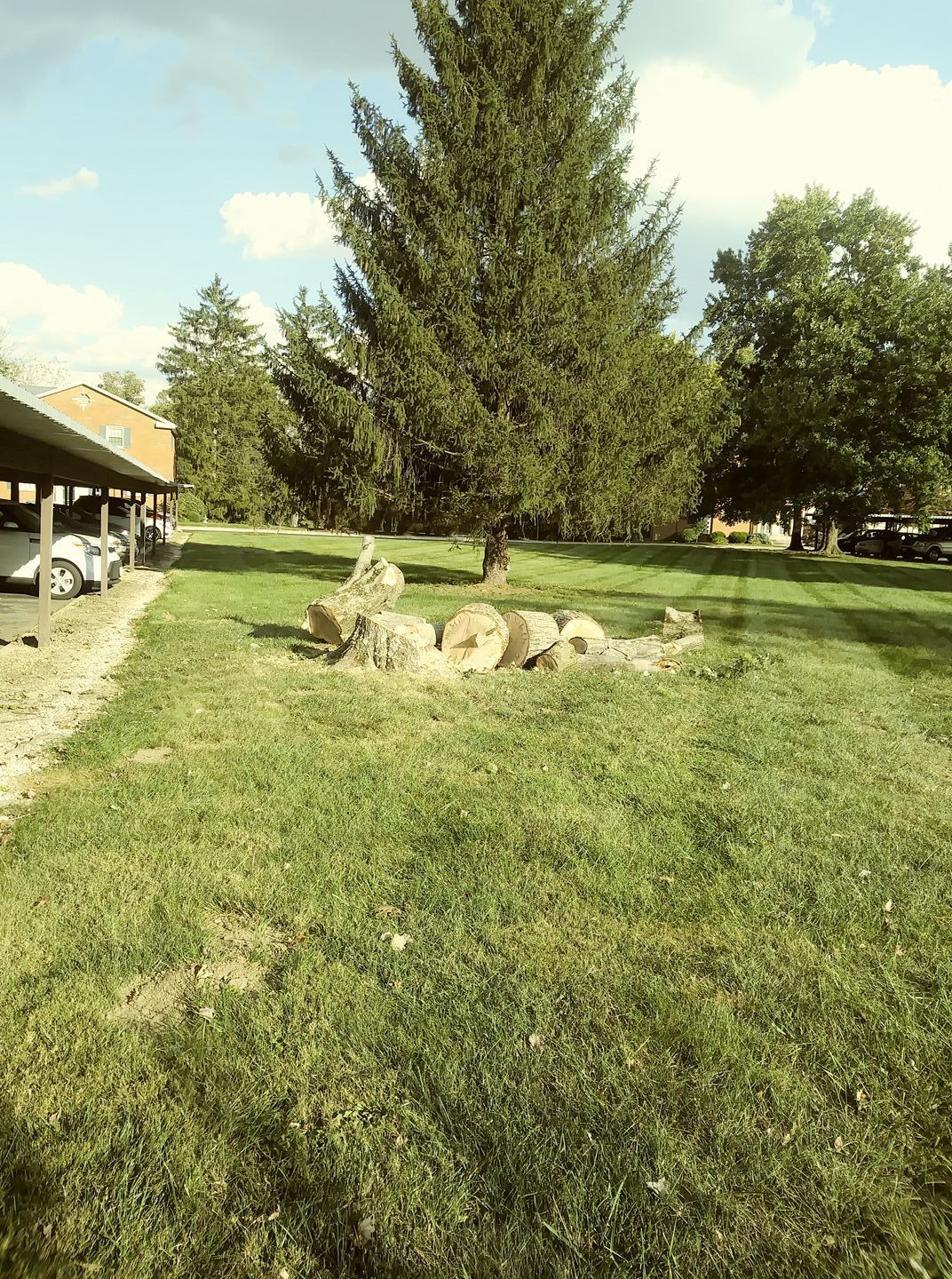 A pile of cut log sections lies in a grassy yard under a tall evergreen tree near a parking shelter.