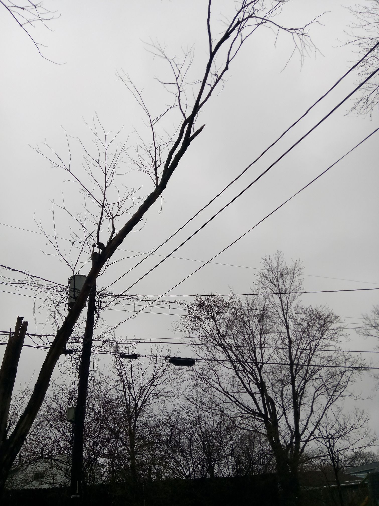 Bare tree branches angled toward electrical wires under a cloudy gray sky.