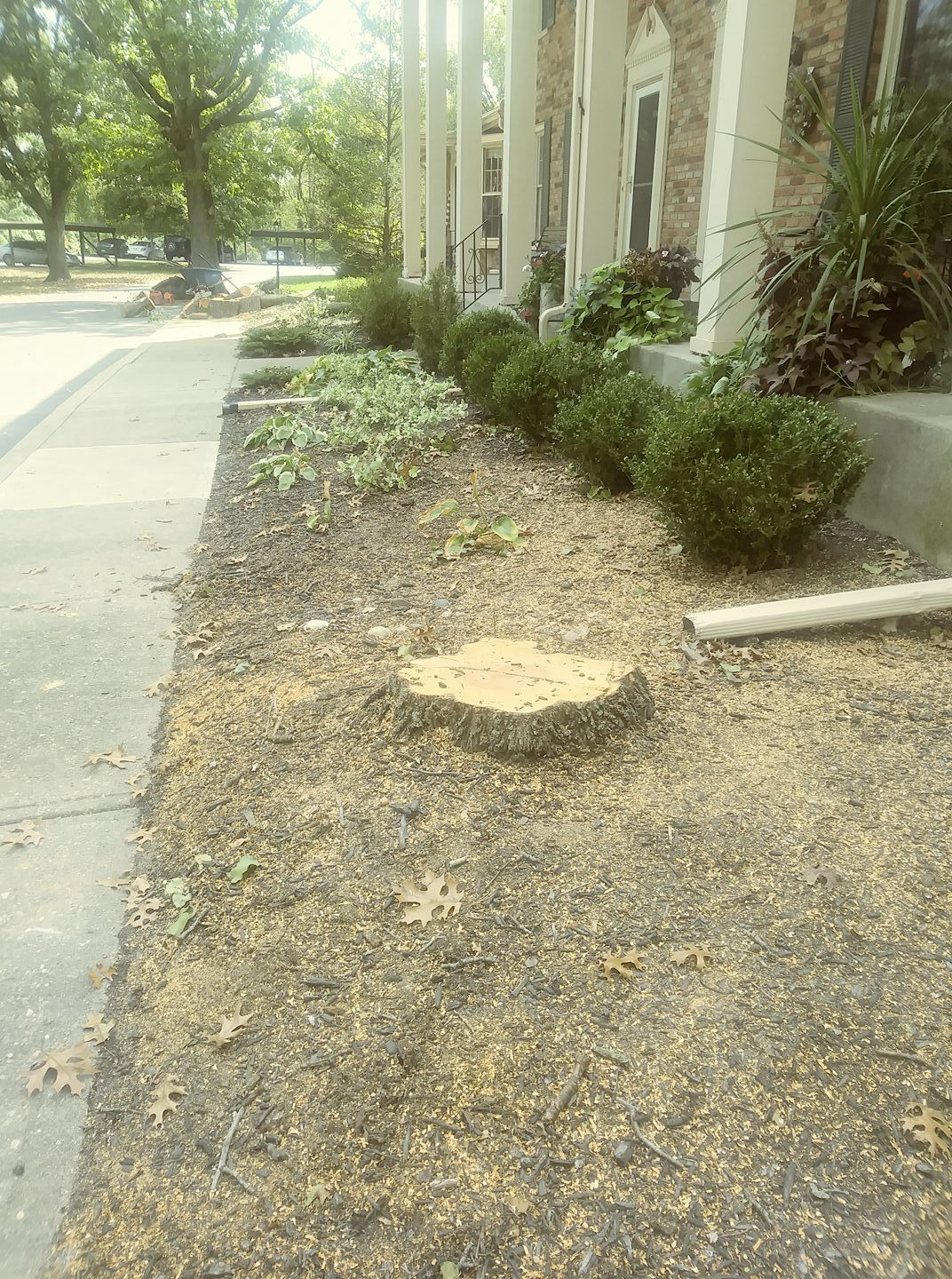 A tree stump sits in a mulched landscaping bed next to a sidewalk and the brick exterior of a building.
