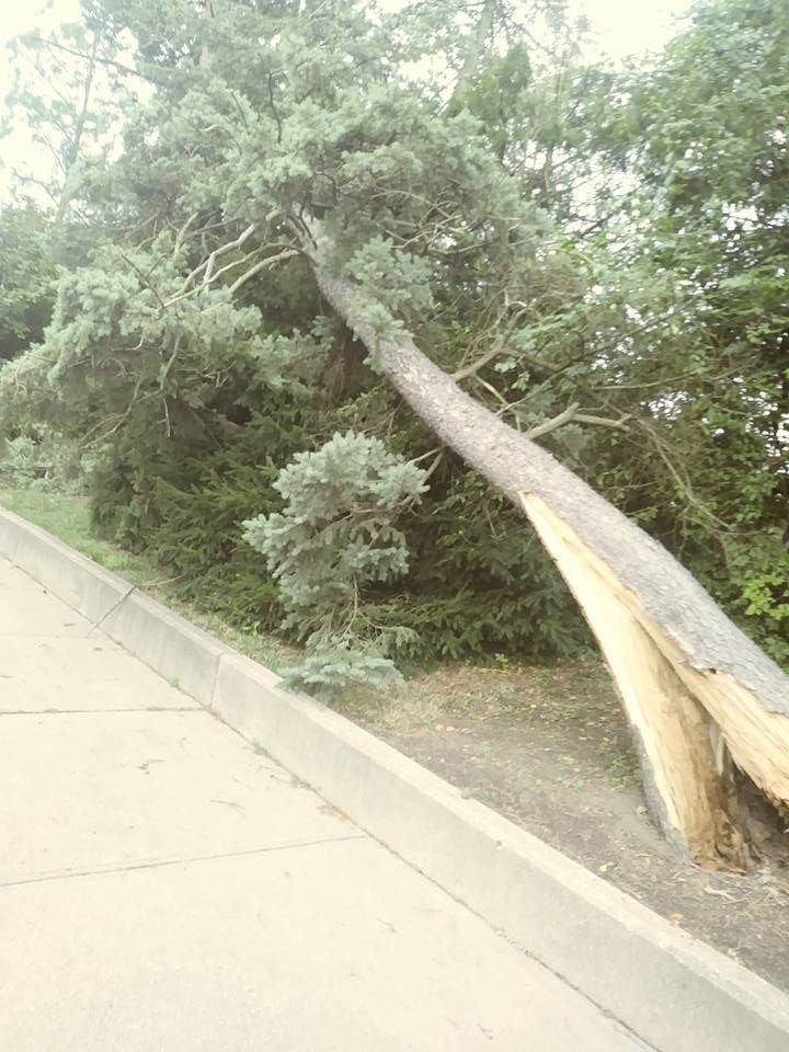 A large evergreen tree has partially split near its base and is leaning over a concrete sidewalk.