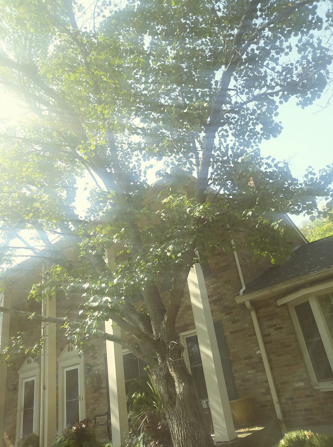 A large tree stands in front of a brick house with white columns, backlit by bright sunlight.