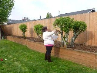 Woman pruning plants - Vancouver, WA - DJ Fence Service