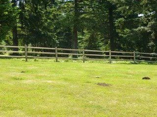 Split rail fence along grass field - Vancouver, WA - DJ Fence Service