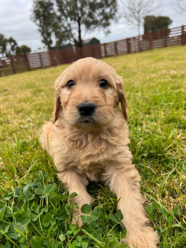 Medium Groodle Boy 5 | Domestic Animal | Ameys Puppies