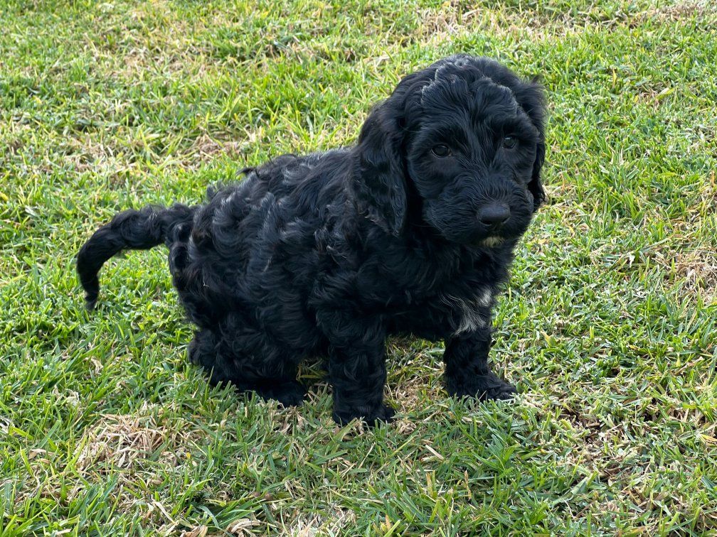 Groodle Puppies for Sale Melbourne Amey