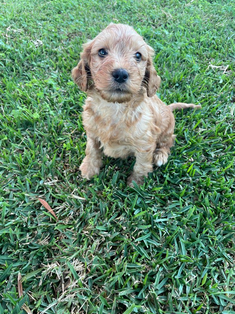Ameys puppies groodle puppies groodle puppies victoria