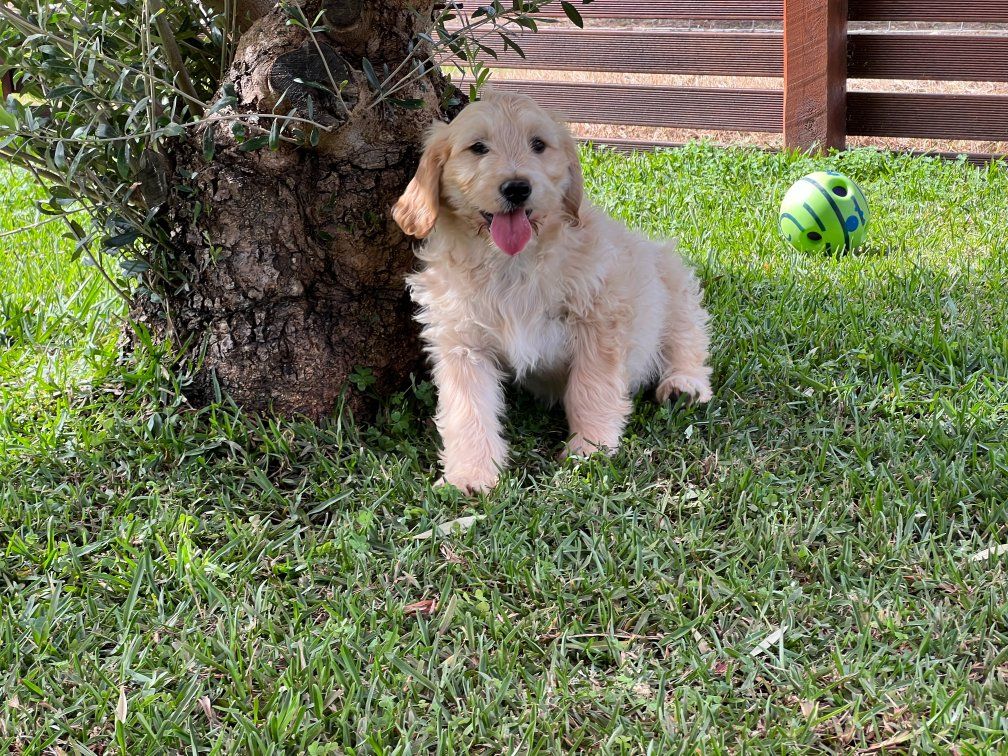 Miniature Golden Retriever For Sale Amey’s Puppies