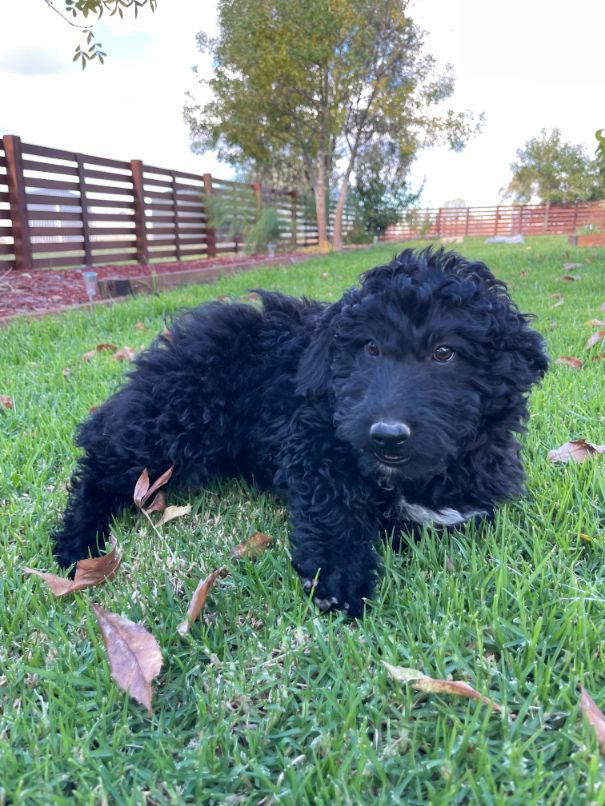Aussiedoodle Girl