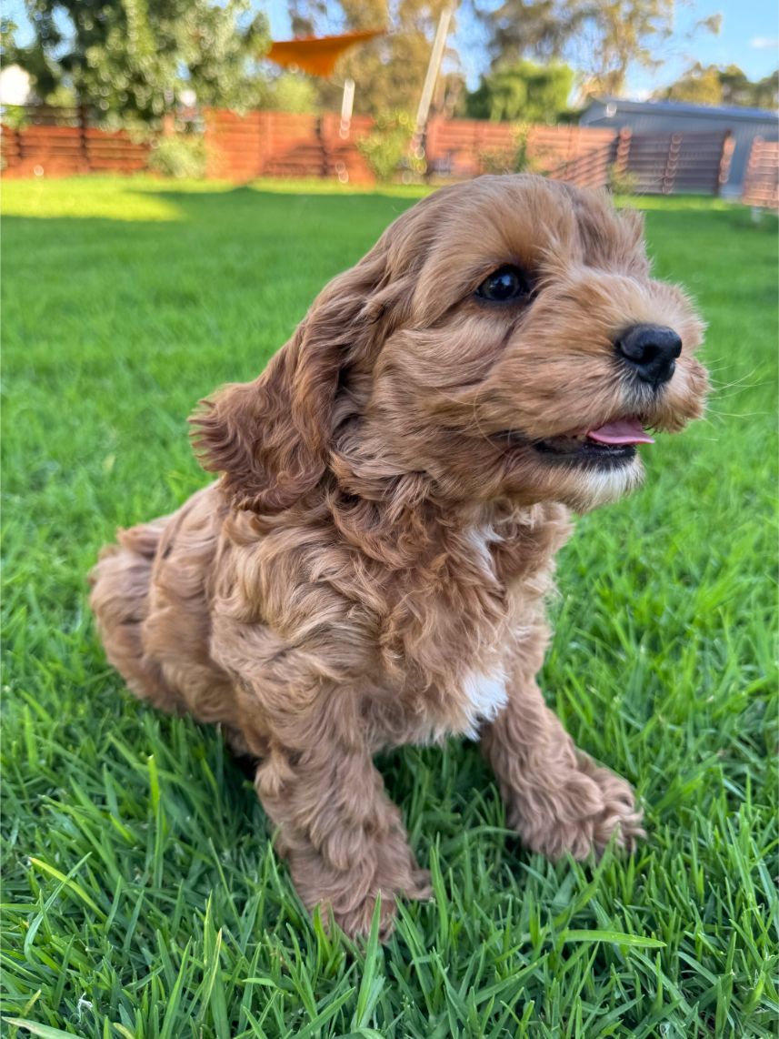 F1b Miniature Spoodle Girl 1 | Ameys Puppies