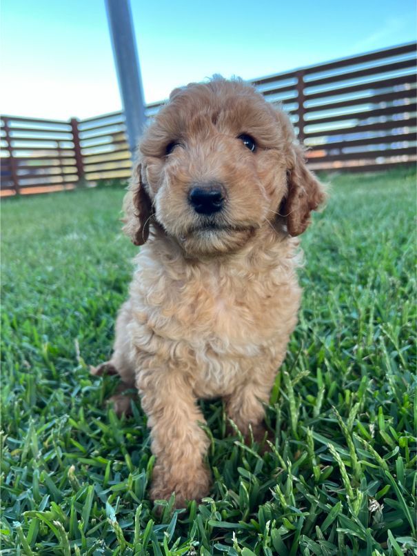 Groodle Puppies For Sale Melbourne 