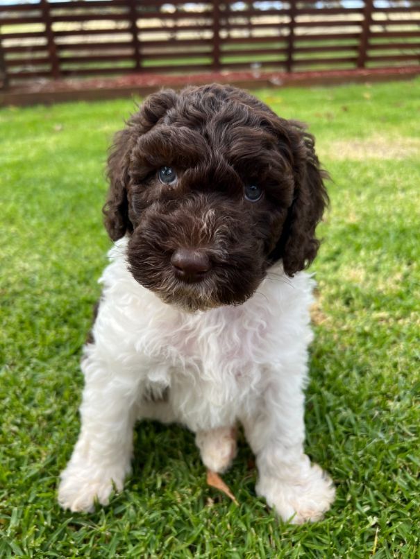 Amey's F1b Sheepadoodle girl