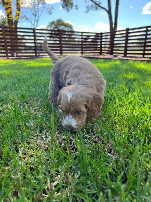 Medium Spoodle pup