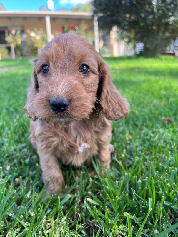 Medium Spoodle pup