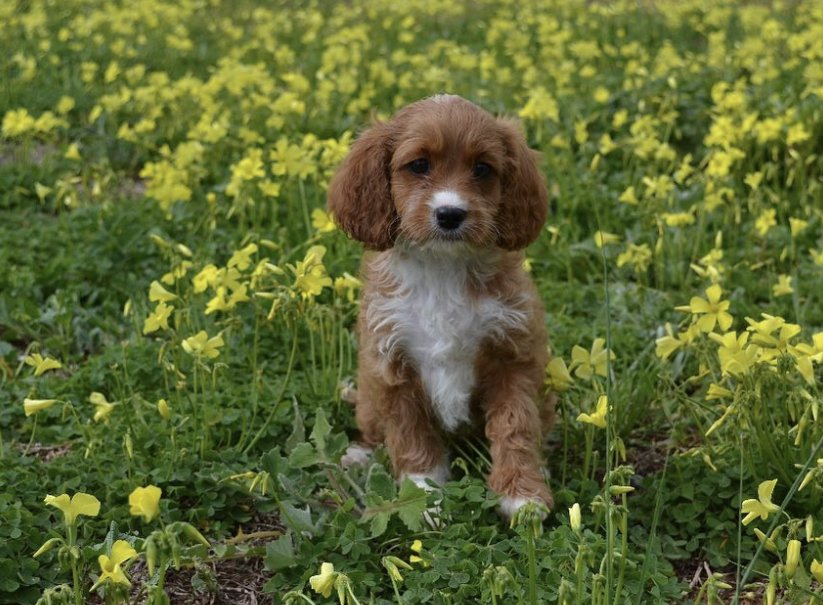 Puppies for Sale in Victoria - Spoodle | Ameys Puppies