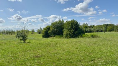 A field of green grass with scattered trees under a blue sky with fluffy white clouds.