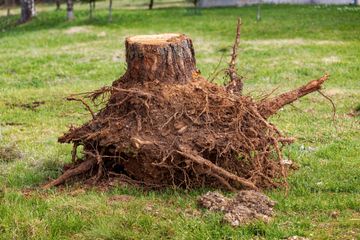 A freshly uprooted tree stump with tangled, soil-covered roots resting on a patch of green grass.