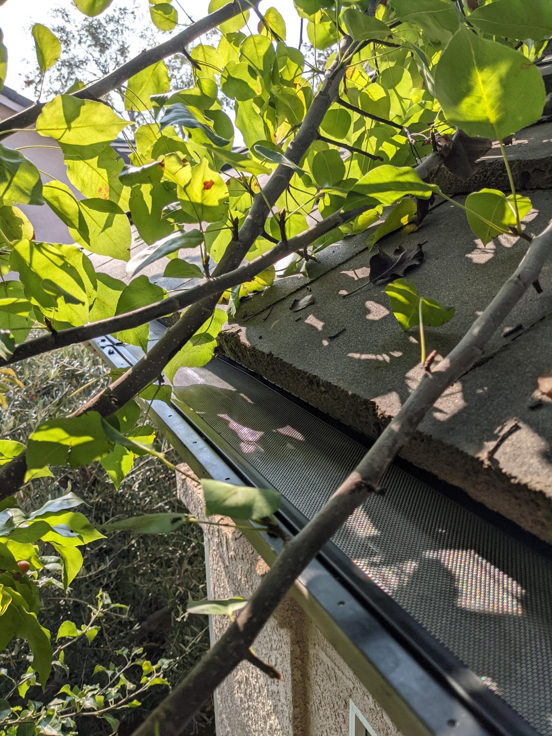 A tree branch is hanging over the gutter of a house.