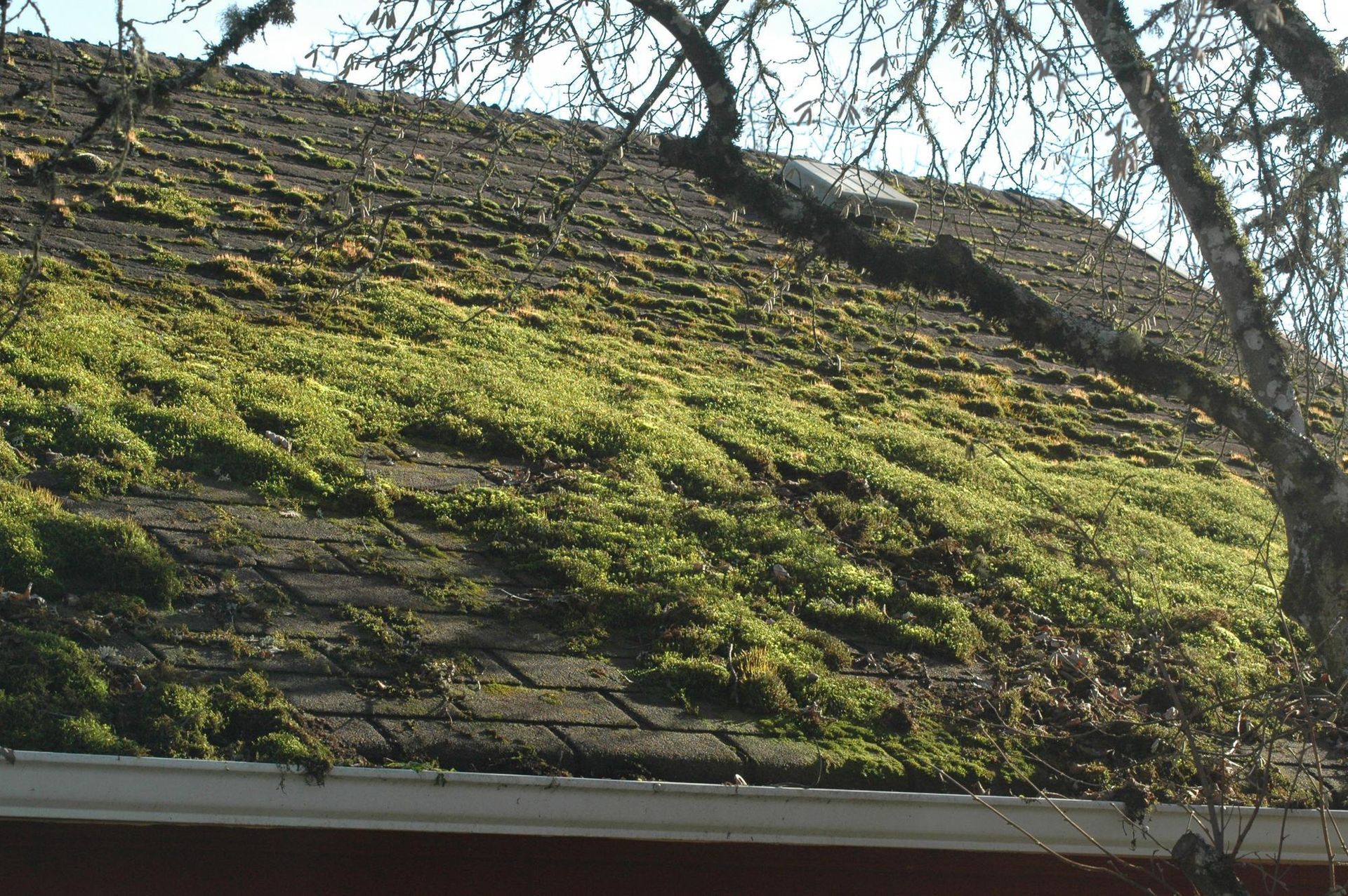 A roof with a lot of moss growing on it