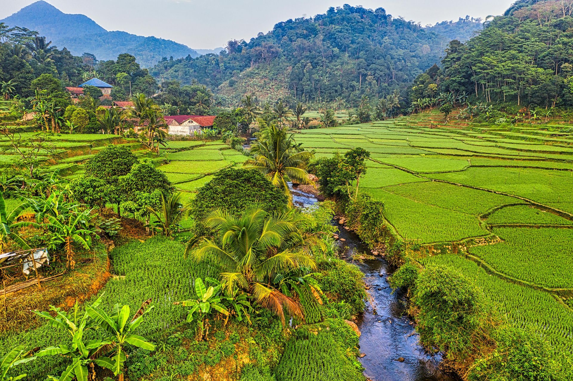 Honduras (12 oz/340 g) Whole Bean